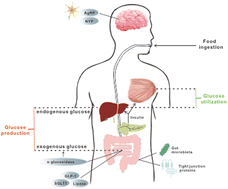 Graphical abstract: Hypoglycemic effects and associated mechanisms of resveratrol and related stilbenes in diet