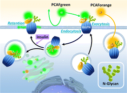 Graphical abstract: Visualization of multiple localizations of GLUT4 by fluorescent probes of PYP-tag with designed unnatural warhead