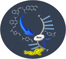 Graphical abstract: A modular aldol approach for internal fluorescent molecular rotor chalcone surrogates for DNA biosensing applications