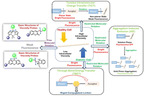 Graphical abstract: Mechanistic analysis of viscosity-sensitive fluorescent probes for applications in diabetes detection