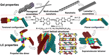 Graphical abstract: Local and long-range helical structures of dendronized bisnaphthalimide mesogens with tunable torsional or planar configuration