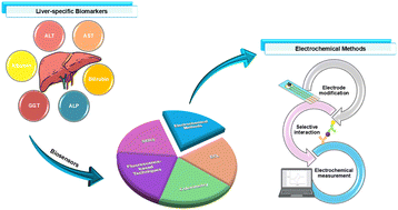 Graphical abstract: Current trends in electrochemical approaches for liver biomarker detection: a mini-review