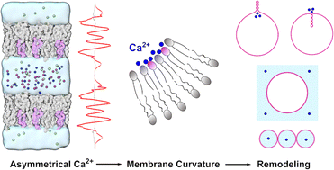 Graphical abstract: Asymmetrical calcium ions induced stress and remodeling in lipid bilayer membranes