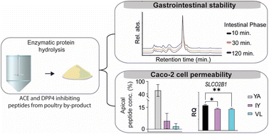 Graphical abstract: In vitro gastrointestinal stability and intestinal absorption of ACE-1 and DPP4 inhibitory peptides from poultry by-product hydrolysates