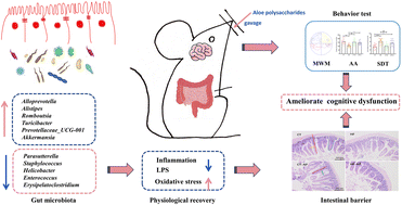 Graphical abstract: Aloe polysaccharides ameliorate obesity-associated cognitive dysfunction in high-fat diet-fed mice by targeting the gut microbiota and intestinal barrier integrity