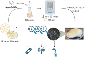Graphical abstract: Enhanced thermal and structural properties of bacterial cellulose with MgAl2O4 nanoparticles integration
