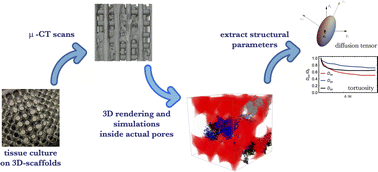 Graphical abstract: In silico simulations of diffusion tensors and tortuosity in cells grown on 3D-printed scaffolds for tissue engineering
