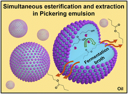 Graphical abstract: Simultaneous enzymatic esterification and ester extraction in Pickering emulsions for the recovery of butanol from fermentation broth
