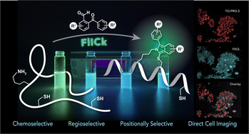 Graphical abstract: Chemoselective, regioselective, and positionally selective fluorogenic stapling of unprotected peptides for cellular uptake and direct cell imaging