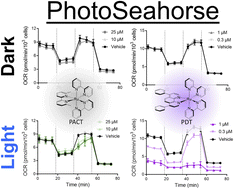 Graphical abstract: Photodynamic therapy photosensitizers and photoactivated chemotherapeutics exhibit distinct bioenergetic profiles to impact ATP metabolism