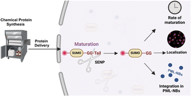 Graphical abstract: Chemical protein synthesis combined with protein cell delivery reveals new insights on the maturation process of SUMO2