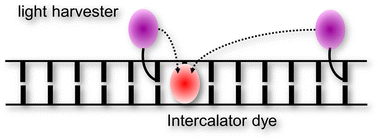 Graphical abstract: Light harvesting FIT DNA hybridization probes for brightness-enhanced RNA detection