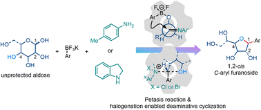 Graphical abstract: Halogenation-induced C–N bond activation enables the synthesis of 1,2-cis C-aryl furanosides via deaminative cyclization