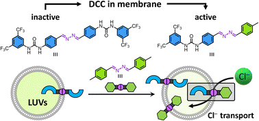 Graphical abstract: Controlling the transmembrane transport of chloride by dynamic covalent chemistry with azines