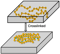 Graphical abstract: Computer simulations of entropic cohesion in reversibly crosslinked polymers