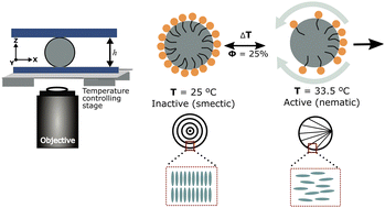 Graphical abstract: Temperature switchable self-propulsion activity of liquid crystalline microdroplets