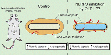 Graphical abstract: Dapansutrile OLT1177 suppresses foreign body response inflammation while preserving vascularisation of implanted materials