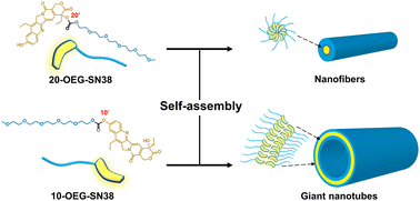 Graphical abstract: Supramolecular assembly of isomeric SN-38 prodrugs regulated by conjugation sites