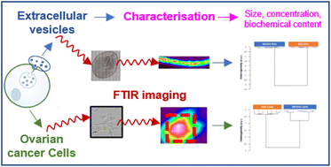Graphical abstract: Extracellular vesicles derived from ovarian cancer cell lines discriminated by biochemical and Fourier transform infrared spectroscopy approaches