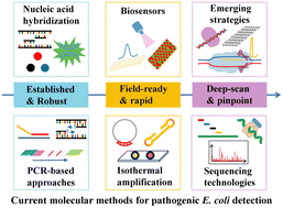 Graphical abstract: Advances in gene-targeted diagnostics for pathogenic Escherichia coli