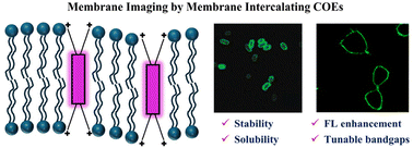 Graphical abstract: Membrane-intercalating conjugated oligoelectrolytes for lipid membrane imaging