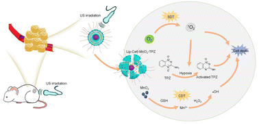 Graphical abstract: A hypoxia-activated and tumor microenvironment-remodeling nanoplatform for augmenting sonodynamic–chemodynamic-chemotherapy of breast cancer