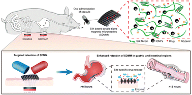 Graphical abstract: Silk-based double-sided magnetic microneedles for enhanced targeted retention in the gastrointestinal tract
