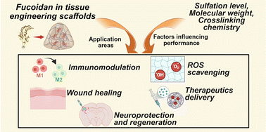 Graphical abstract: Fucoidan based hydrogel biomaterials for tissue engineering