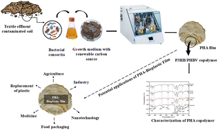 Graphical abstract: Likelihood of polyhydroxyalkanoates production using canola oil cake and specific bacterial isolates for eco-friendly bioplastics