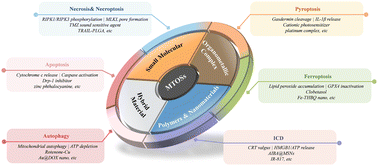 Graphical abstract: Current advancements in the investigation of mitochondria-targeting organic sensitizers in cancer immunotherapy
