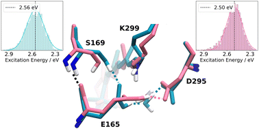 Graphical abstract: Complex active site structures influence absorption spectrum of Chrimson wild type and mutants