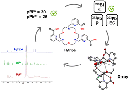 Graphical abstract: Evaluating a triaza-18-crown-6 picolinate chelator for [212/203Pb]Pb2+ and [212/213Bi]Bi3+ theranostics
