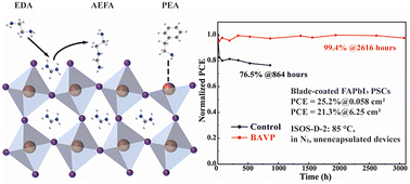 Graphical abstract: Bimolecular amine vapor passivation for efficient perovskite solar cells based on blade-coated FAPbI3
