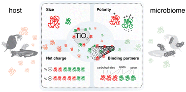 Graphical abstract: Host and microbiome proteins in eco-coronas: abundance, physicochemical properties and binding partners