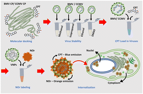Graphical abstract: The solvent stability of bromovirus allows for delivery of hydrophobic chemotherapeutic drugs