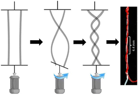 Graphical abstract: Probing the structure and mechanics of intertwined homo- and hetero-supramolecular gel noodles