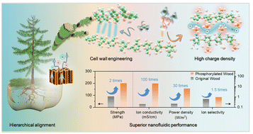 Graphical abstract: Phosphorylation-assisted cell wall engineering enables ultra-strong, highly ion-conductive bio-membranes for high-power salinity gradient energy harvesting
