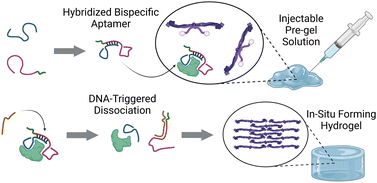 Graphical abstract: DNA-triggered activation of aptamer-neutralized enzyme for in situ formation of injectable hydrogel