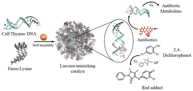 Graphical abstract: Supramolecular DNA/amino acid-based oxidase-mimetic nanocatalysts exhibiting drug degradation capability