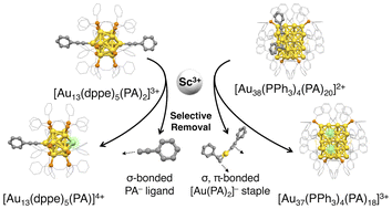 Graphical abstract: Sc(OTf)3-induced, selective removal of alkynyl ligands from heteroleptic Au13 and Au38 nanoclusters