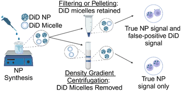 Graphical abstract: Standard purification methods are not sufficient to remove micellular lipophilic dye from polymer nanoparticle solution
