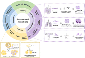 Graphical abstract: Intratumoral microbiota: a new perspective in cancer initiation, development, and therapy