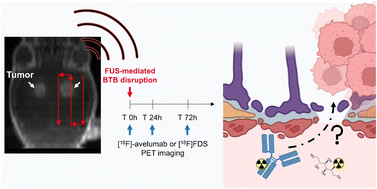Graphical abstract: Reversibility of FUS-aided blood–tumor barrier opening for the delivery of therapeutics