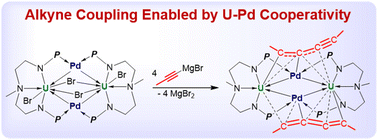 Graphical abstract: Alkyne coupling enabled by actinide–transition metal cooperativity