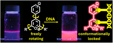 Graphical abstract: Triarylpyrylium-based fluorescent DNA-binding dyes – facile synthesis, substituent effects, and sensing mechanism