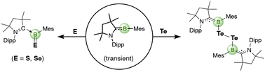 Graphical abstract: Harnessing transient CAAC-stabilized mesitylborylenes for chalcogen activation