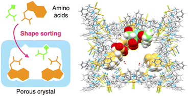 Graphical abstract: Shape sorting of two distinct amino acid residues at the multiple binding sites of a porous metal-macrocycle framework