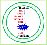 Graphical abstract: Construction of the reduced nicotinamide adenine dinucleotide salvage pathway in artificial cells and its application in amino acid synthesis