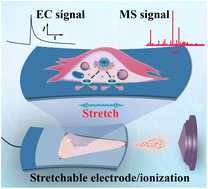 Graphical abstract: Stretchable electrode enabled electrochemical mass spectrometry for in situ and complementary analysis of cellular mechanotransduction