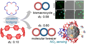 Graphical abstract: Crown ether–cycloparaphenylene hybrid multimacrocycles: insights into supramolecular gas sensing and biological potential